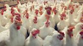 Researchers study costs of poultry production - Talk Business & Politics
