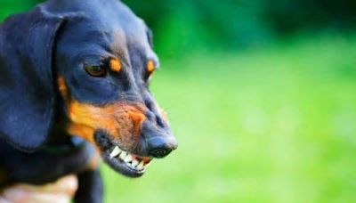 Un perro salchicha le arrancó una parte de la mejilla a una mujer