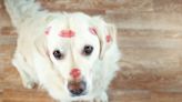 New Jersey Shelter Had Valentine's Day Photoshoot to Get Long-Term Dogs Adopted