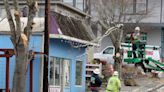 Tree removal opens up the next step of Bremerton's Manette neighborhood renovation project