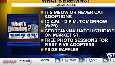 What’s Brewing: “Its Meow or Never” to host cat adoption event in Tallahassee