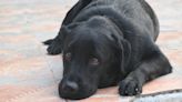 Black Labrador Can't Stop 'Hugging' Mom on Car Ride Home After Adoption