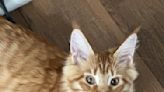 I Taught My Maine Coon Kitten a Common Dog Trick and Instantly Regretted It