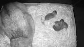 3 newborn lynx kittens thriving at Montreal Biodôme