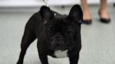 Pennsylvania State Police investigating French Bulldog puppy theft