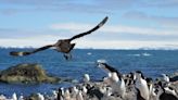 ¿Un paso positivo en la protección de la Península Antártica?