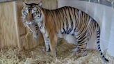Rare Sumatran tiger cub born at Louisville Zoo, which you can see on its new Cub Cam!