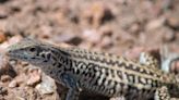 An all-female lizard species that reproduces asexually stress-eats to cope with the deafening racket of jets at a nearby military base