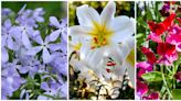 Scented plants for summer borders and containers