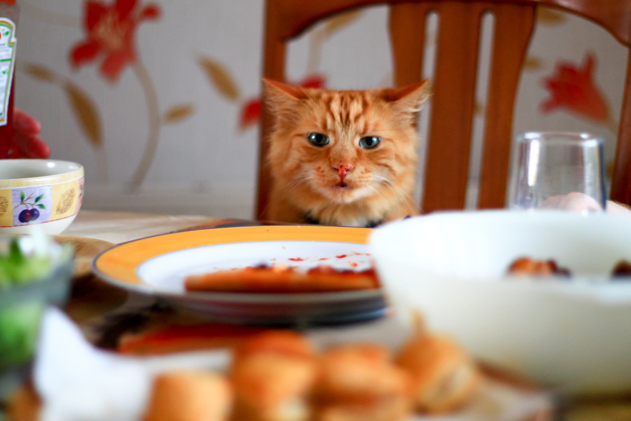Cat Stealing Your Food? A Veterinarian Explains Why This Behavior Occurs and How To Fix It