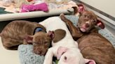 Four 8-week-old puppies are recovering after being found near a ditch in Mequon