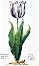 Tulip mania