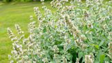Catnip vs. Catmint: the Differences You Should Know Before Planting Them