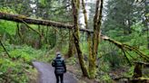 How many trails are still closed from ice storm damage in Eugene and Springfield?