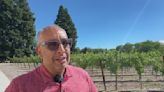 Sonoma County vineyard owner recalls past trauma as nearby wildfire burns