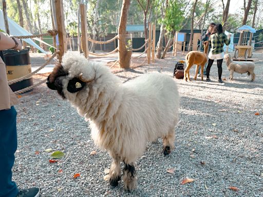 兒童節連假去哪遛小孩 來嘉義親近大自然拒絕3C | 蕃新聞