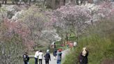 Read about Rochester’s most beloved trees and share your own story