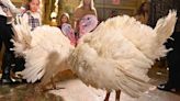 See This Year's Turkeys Pardoned by the President Get the Star Treatment in a Luxury Washington D.C. Hotel