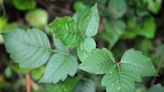 Getting rid of poison ivy is a serious matter. What you should and shouldn't do