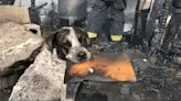 Perro llora tras ver su casa quemada por incendio en Jalisco; video se hace viral