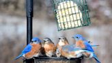 'It's gorgeous to see them': Bluebirds flock to Galion man's back yard