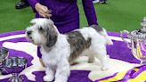 And the Winner of Best in Show at the Westminster Dog Show Is…