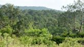 Concern over rampant forest encroachment cases in Karnataka