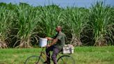 Fuel shortages a bitter pill for Cuba’s sugar cane producers