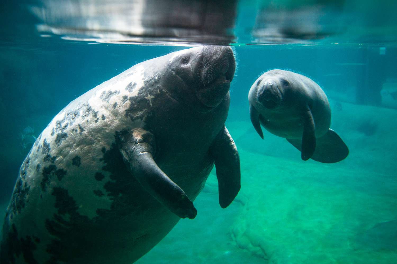 Surrogate Manatee Mom, Who Has Helped Dozens of Baby Manatees, Is Caring for 2 More on Mother's Day