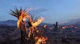 California's famed Joshua trees are burning up fast. They might be impossible to replace