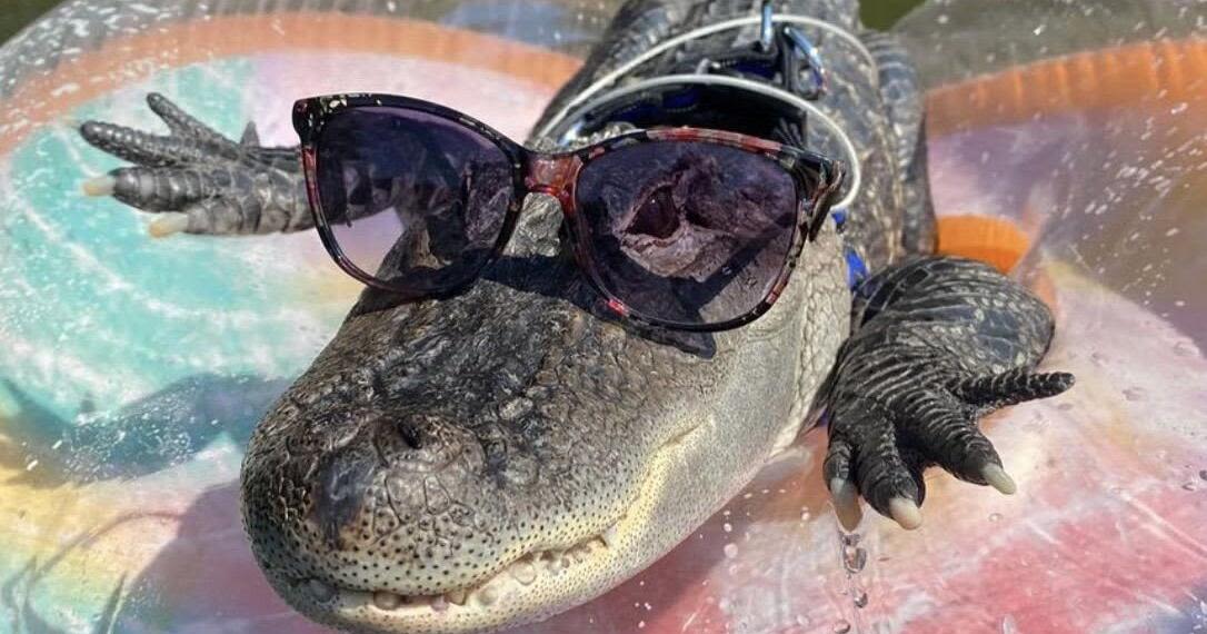 Wally, The Viral Emotional Support Alligator, Has Gone Missing