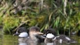 Keeping an eye on a goldeneye