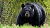 Woman attacked by black bear while walking her dog in Connecticut