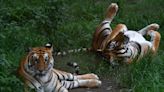 比狒狒危險！美國動物園遭龍捲風破壞「驚傳2隻老虎脫逃」