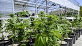 What marijuana reclassification means for the United States - WTOP News