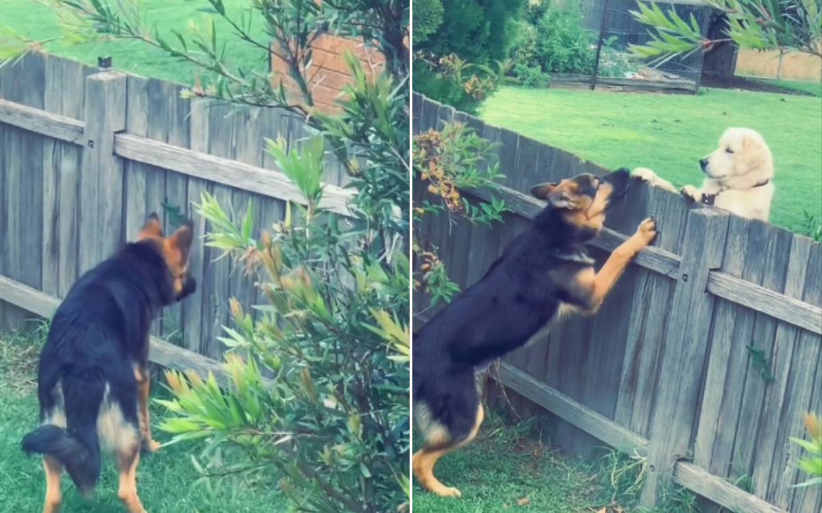 Moment dog finds "new best friend" in the best possible place