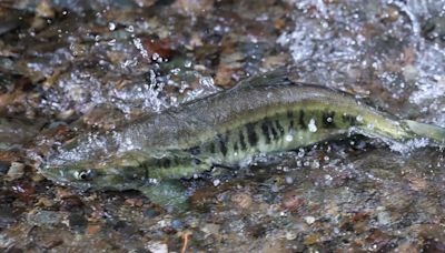 Success of Hood Canal summer chum gives hope for salmon recovery | Editorial