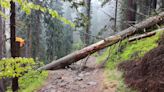 Man killed by falling tree at Colorado ski resort