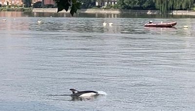 Stay away from dolphin seen in the Thames, rescuers warn