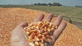 Con una suba semanal en Chicago mayor al 6,5%, el precio del maíz sumó fundamentos alcistas