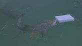 How Shark Week Replicated Drug Drops Into Florida Waters For The 'Cocaine Sharks' Special