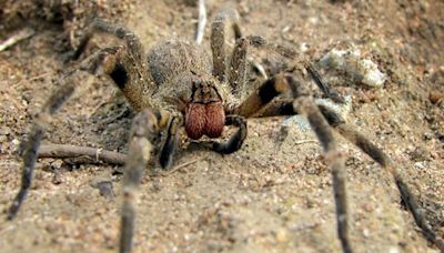 Armadeira: picada da aranha mais perigosa do Brasil pode provocar ereções de duas horas, convulsões e taquicardia