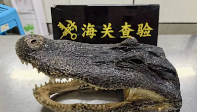 旅客竟帶鱷魚頭北上 深圳灣海關查篋發現(有片)
