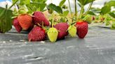 Strawberry Season Kicks Off