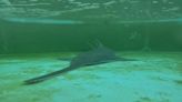 Distressed sawfish rescued in Florida Keys dies after aquarium treatment - WSVN 7News | Miami News, Weather, Sports | Fort Lauderdale