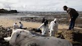 Una extraña ballena muerta y en avanzado estado de descomposición apareció en la costa de capital de Panamá