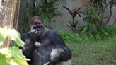 Gorilla At the Omaha Zoo Is So Gentle With His Pet Mouse
