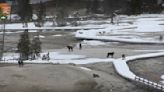 Yellowstone wolves visit Old Faithful in surreal webcam footage