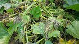 Ready to squash this garden pest? Take steps to banish the bugs, save beloved gourds