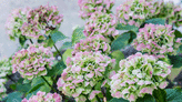 When to plant hydrangeas - choose the right time for vibrant blooms that last